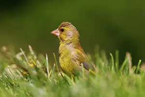 Leon: European greenfinch