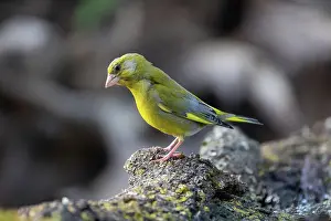 Passereau: EUROPEAN GREENFINCH