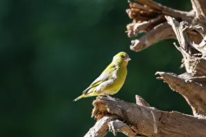 Passereau: EUROPEAN GREENFINCH