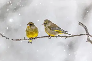 Whilst: European Greenfinch - two adult greenfinch sitting
