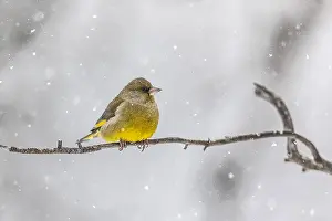 Whilst: European Greenfinch - adult male greenfinch sitting