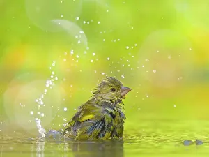 Flat: European greenfinch (Carduelis chloris), young bird