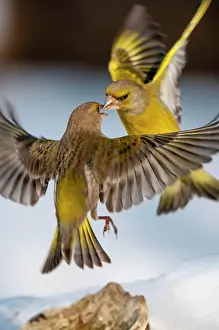 Siskin: European Greenfinch (Carduelis chloris) adult male