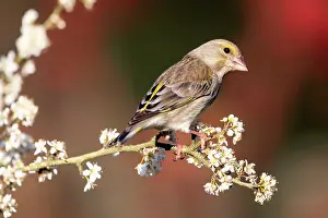 Greenfinches: European greenfinch (Carduelis chloris) on a branch
