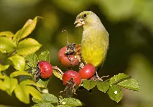 Hips: European Greenfinch (Carduelis chloris) feeding