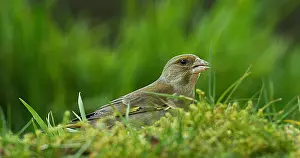 Carduelis: European Greenfinch (carduelis chloris), Female