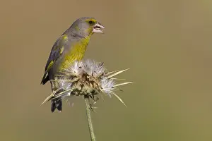 Thistle: European Greenfinch (Carduelis chloris) foragin