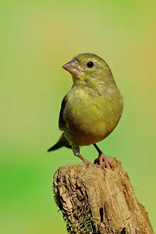 Deadwood: European greenfinch (Carduelis chloris) male sitting