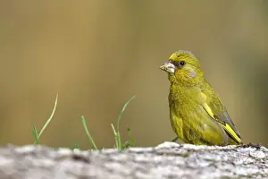 Chloris: European Greenfinch (Carduelis chloris) perched