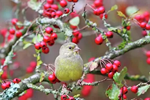 Siskin: European greenfinch (Carduelis chloris) sitting