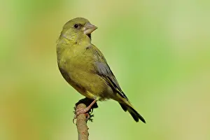 Siskin: European greenfinch (Carduelis chloris)Male sitting