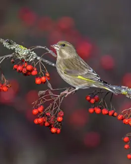 Biosphrenreservat: European greenfinch (Chloris chloris), female sitting