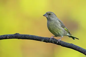 Chloris: European Greenfinch (Chloris chloris) on branch
