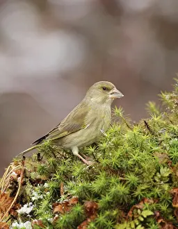 Siskin: European greenfinch (Chloris chloris) feeding, Allgcu