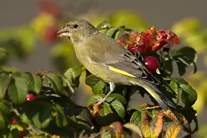 Flevoland: European Greenfinch (Chloris chloris) feeding o