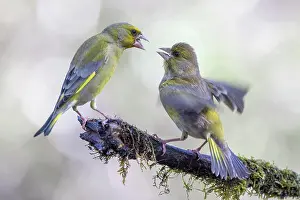 Caring: European greenfinch (Chloris chloris) feeding young
