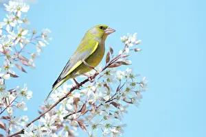 Greenfinches: European greenfinch (Chloris chloris) male in a