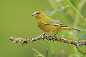 Finch: European Greenfinch (Chloris chloris) male perched on a branch