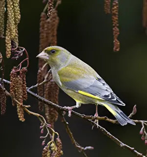 Alder: European greenfinch (Chloris chloris) perched b