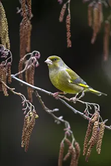 Alder: European greenfinch (Chloris chloris) perched b