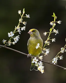 Prunus: European greenfinch (Chloris chloris) perched o