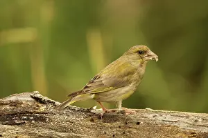 Siskin: European greenfinch (Chloris chloris) at the summer