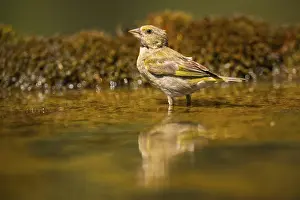 Pool: European greenfinch (Chloris chloris) at a water pool