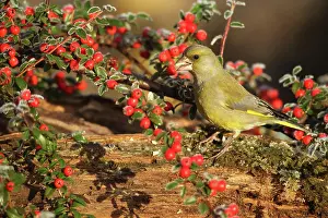 Berry: European greenfinch (Chloris chloris) at winter