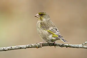 Greenfinches: European Greenfinch - female perched - Castilla Leon, Spain
