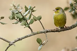 Greenfinches: European Greenfinch - male perched - Castilla Leon, Spain