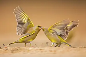 Greenfinches: Two European greenfinches (Carduelis chloris) fight