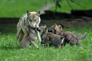 Regurgitating: European Grey Wolf - cubs begging for food from female