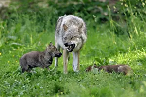 Member: European Grey Wolf - cubs begging for food from pack member