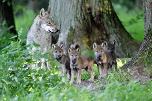 Wolves: European Grey Wolf- female with cubs, on the alert
