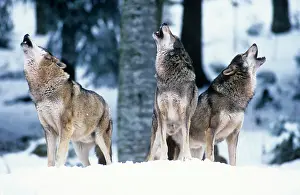 Packs: European Grey Wolf - howling, social contact behaviour