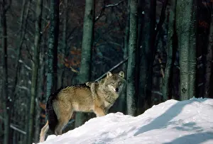 Canus: European Grey Wolf - in snow