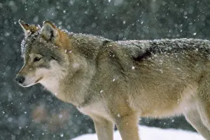 Ake Lindau: European Grey Wolf - in snow
