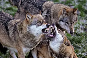 Hierarchy: European Grey Wolves snarling, showing aggression