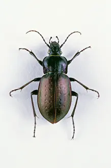 Carabus: European Ground Beetle