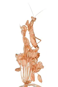 Ameles: European Ground Mantis on white background