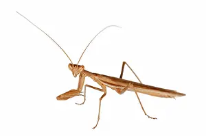 Mantises: European Ground Mantis on white background