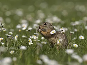 240717: European Ground sitting in flower meadow and eat