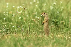 Spermophilus: European Ground Squirrel