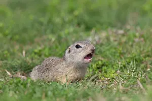Call: European Ground Squirrel