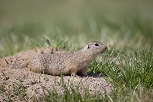 Burrow: European Ground Squirrel