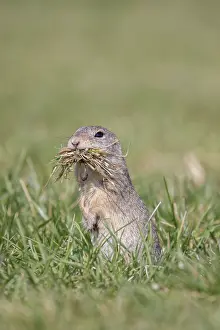 Parental: European Ground Squirrel