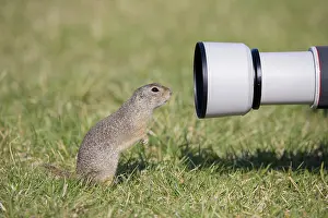 Lens: European Ground Squirrel