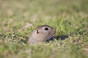 Burgenland: European Ground Squirrel