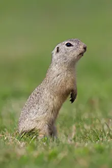Burgenland: European Ground Squirrel