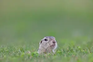 Burgenland: European Ground Squirrel